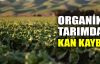  Organik tarımda kan kaybı