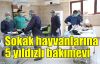 Sokak hayvanlarına 5 yıldızlı bakımevi